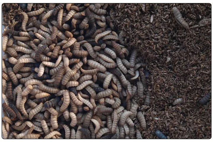 潔匠凈化·的凈工業除臭劑_黑水虻養殖實地設計除臭方案，工業除臭劑解決惡臭難題！