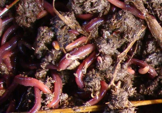 的凈工業(yè)除臭劑高效治理蚯蚓養(yǎng)殖惡臭異味大、牛糞味濃 .jpg