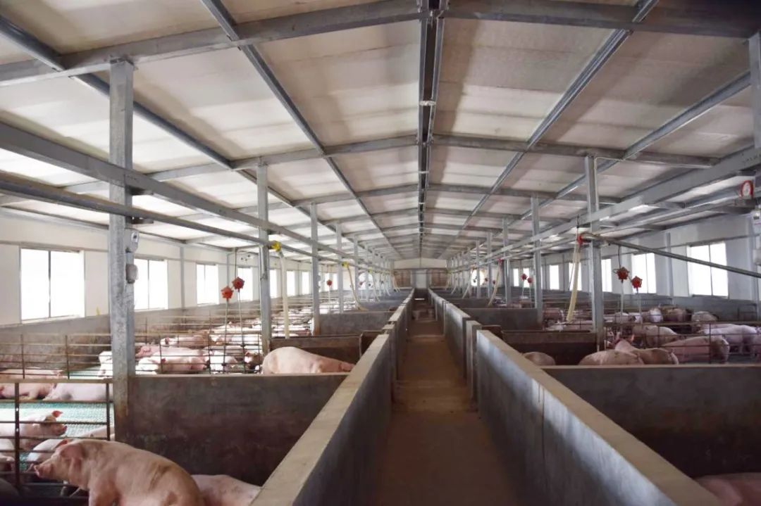 隨著氣溫逐漸升高，不少養豬戶反映，豬舍臭味越發濃烈。刺鼻的惡臭異味一方面會危害畜禽的健康，降低畜禽的抗病能力，容易導致呼吸道疾病；另外一方面還會影響飼養人員的身心健康，降低人體抵抗力。如何解決？小匠給大家分享6大方法。