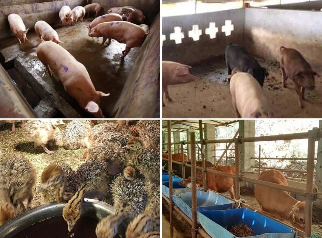 養殖場臭味難治理？潔匠凈化幫您輕松解決！