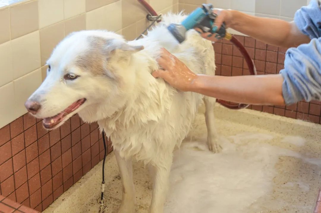 家中寵物需定期消毒，才能有效避免各種細菌滋生和傳播疾病！